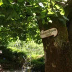 wagner-linde-kohlmannsgarten